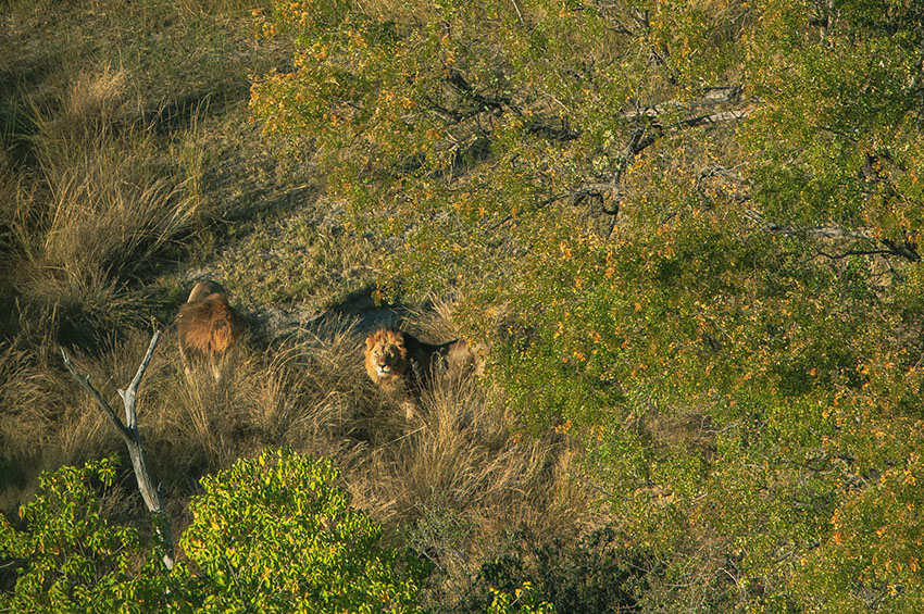 King of the jungle on the Delta