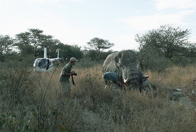 Elephants Without Borders is crucial for preserving biodiversity and a healthy landscape management