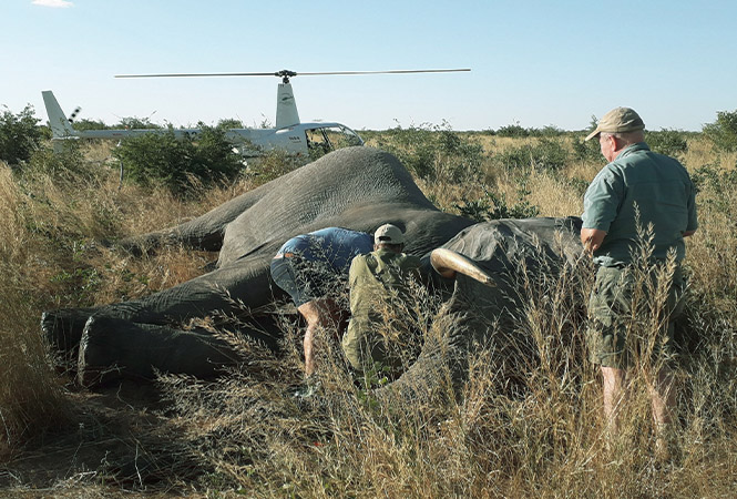 Giving back with Elephants Without Borders