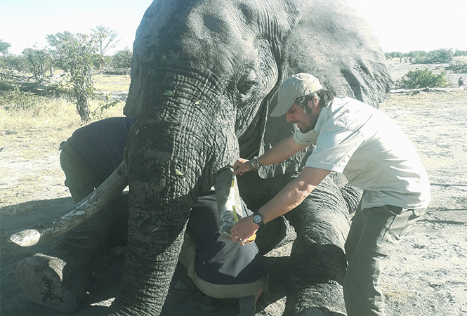 Elephants Without Borders (EWB) Kazungula, Botswana’s border town