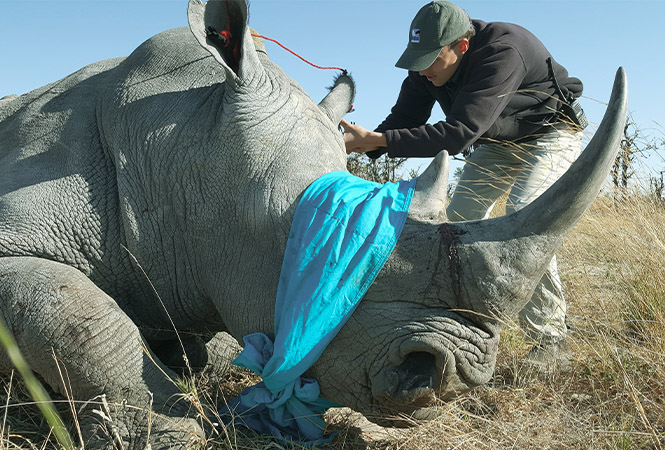 Protecting the black and white rhinos of Botswana