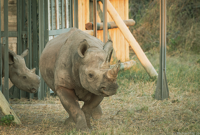 Rhino conservation Botswana