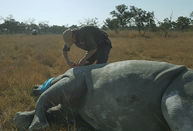 Rhino conservation Botswana