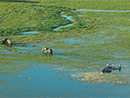 Flying over elephants during a tour with Helicopter Horizons