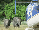 Helicopter safaris to elephant haven in Botswana