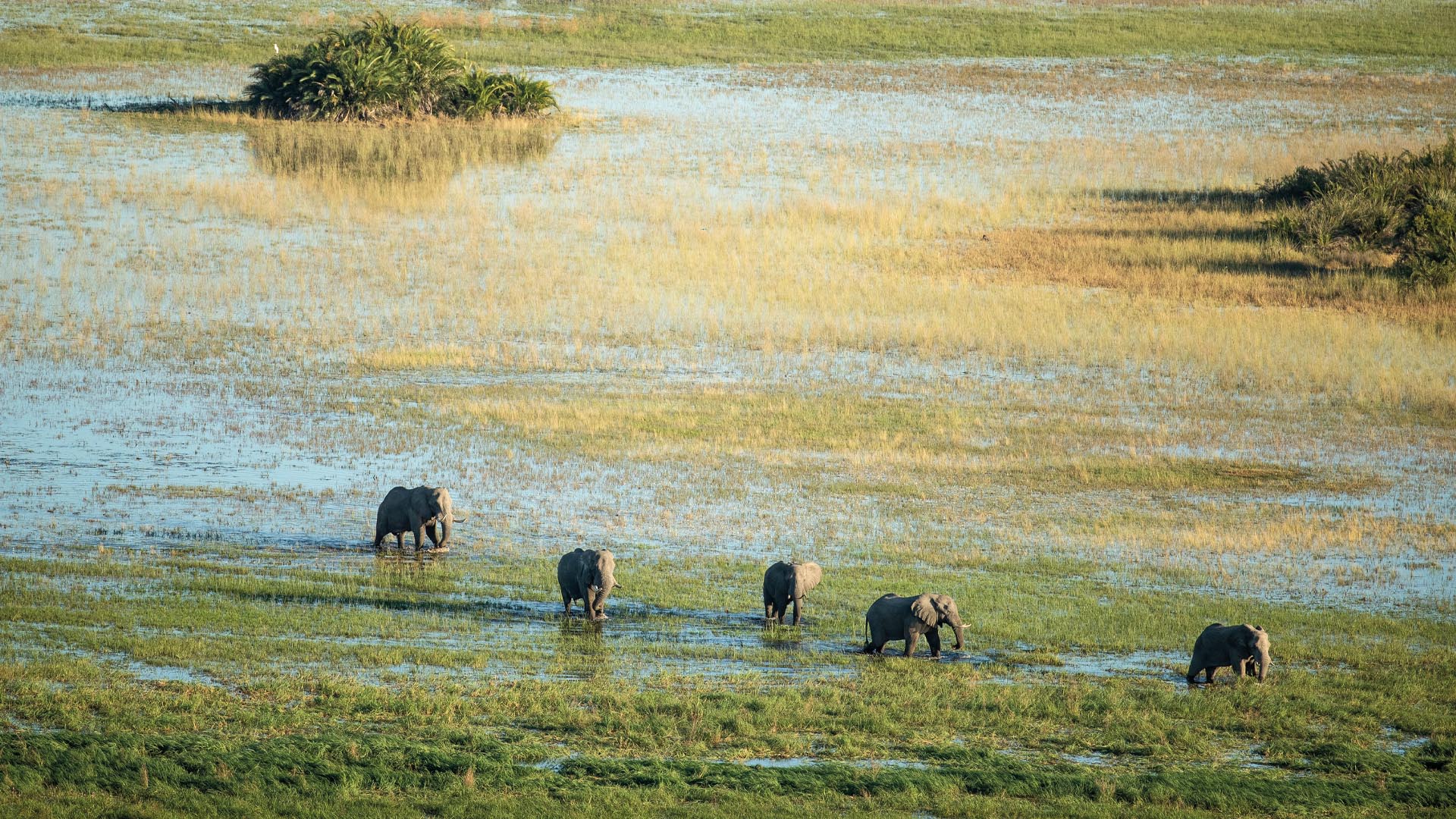 Helicopter Horizons Elephants