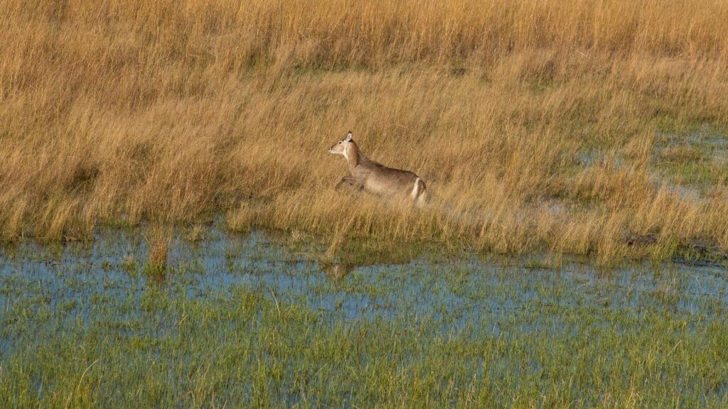 Botswana: A Day in the Delta