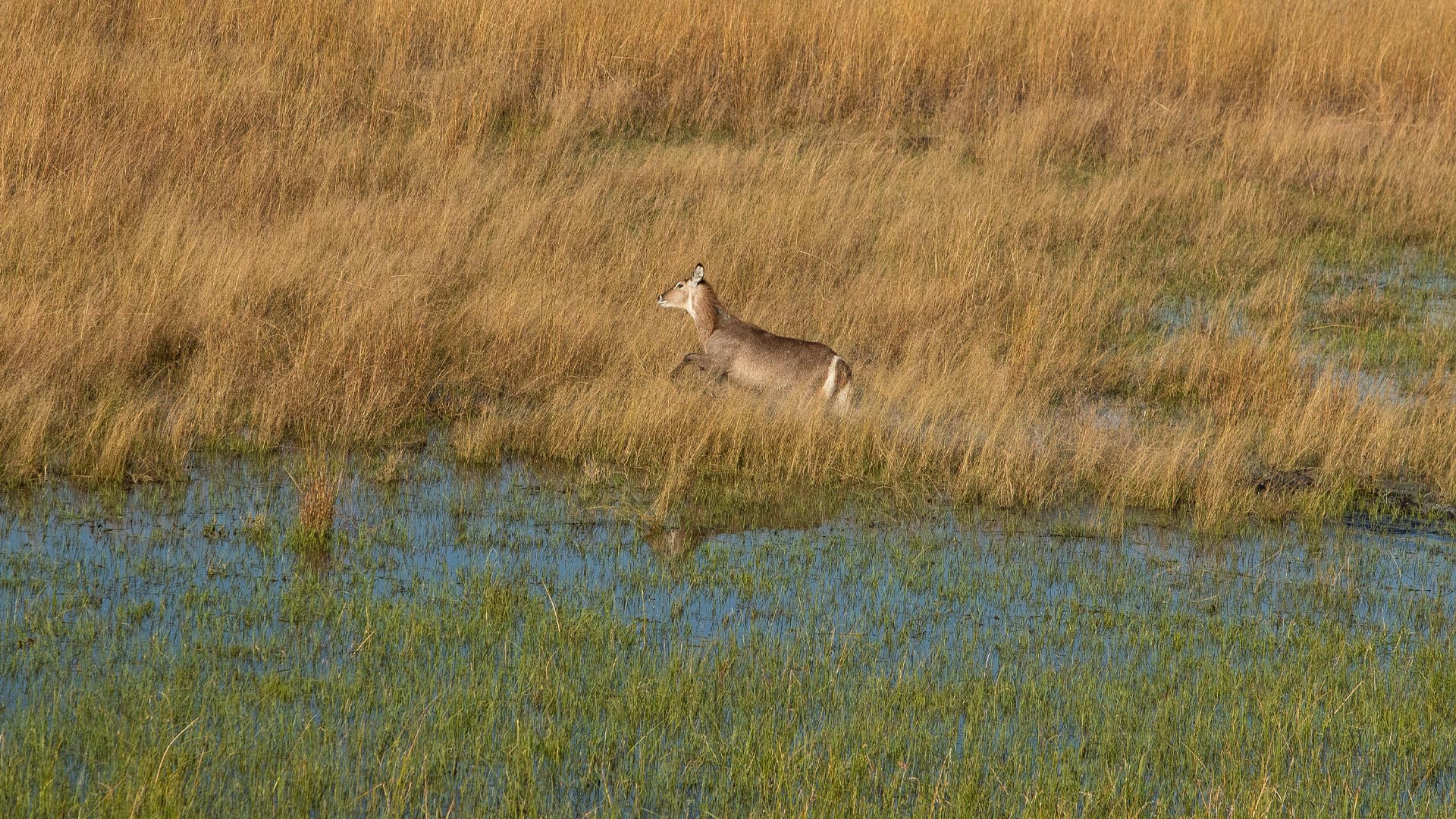 Helicopter Horizons Waterbuck